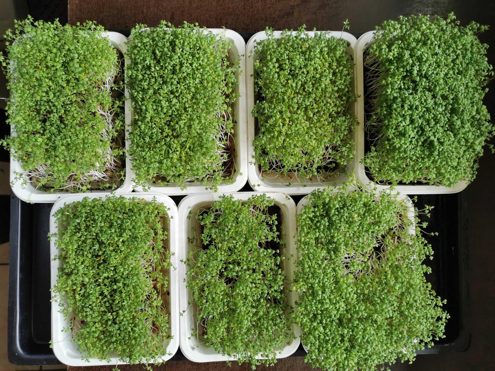 8+ Microgreen Growing Medium Different Growing Mediums And Watering For Microgreens - React Green