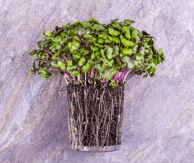 Can You Reuse Microgreen Soil? - React Green