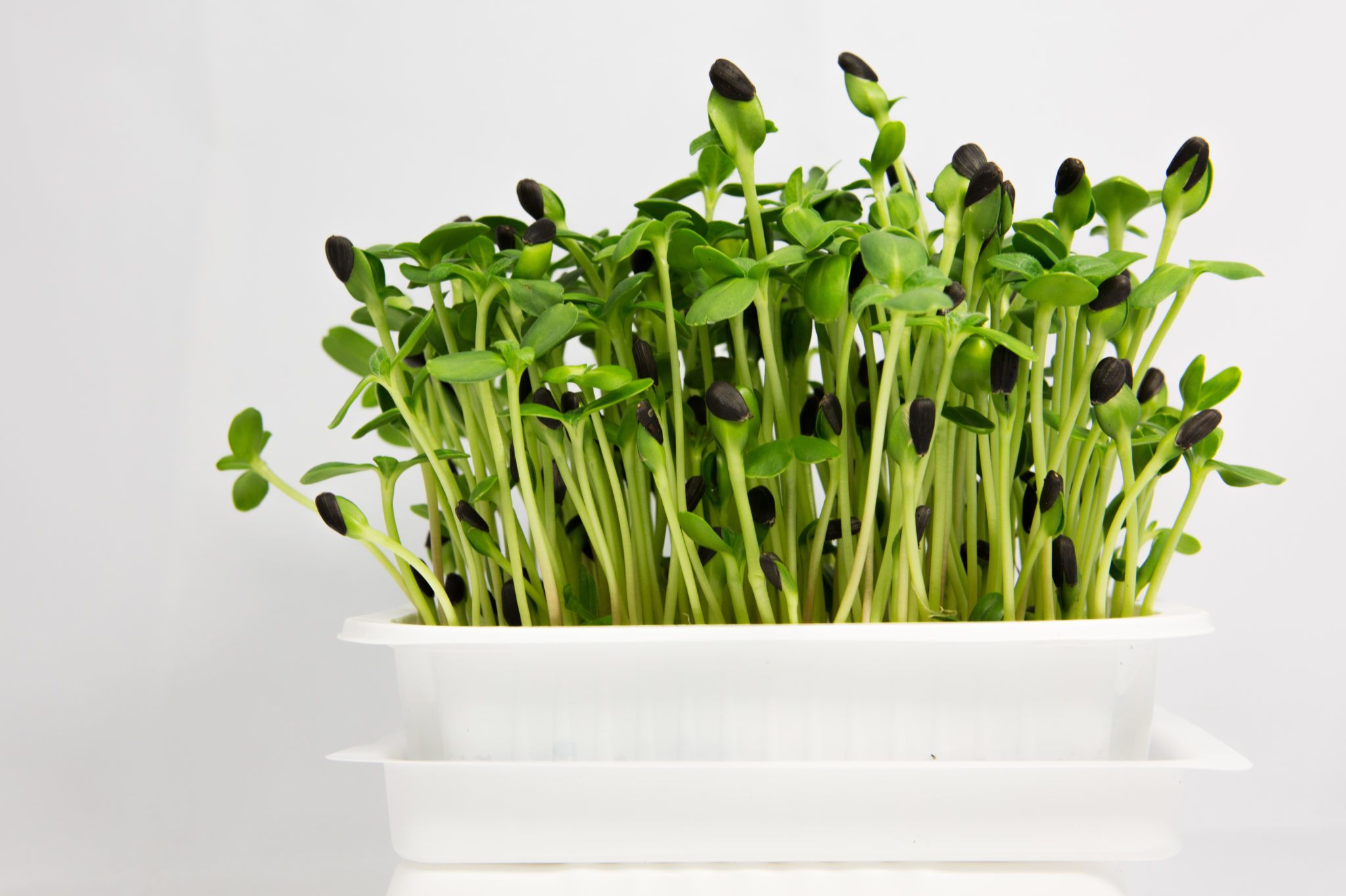 101 Sunflower Microgreen Everything You Need To Know React Green