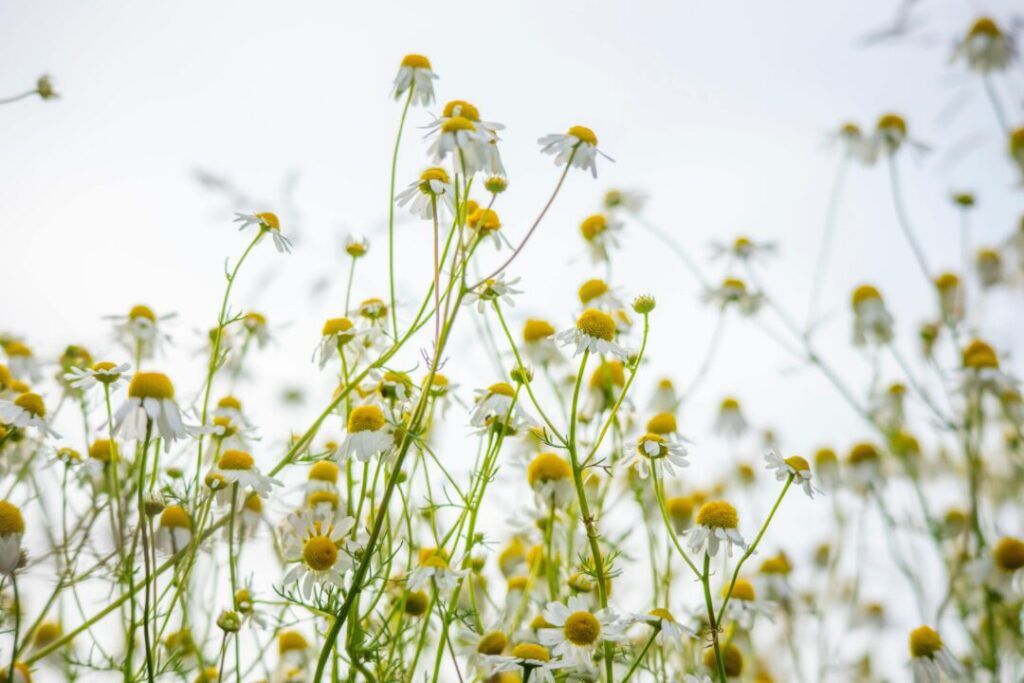 The Rise of Microgreens and Edible Flowers - Edible Sacramento